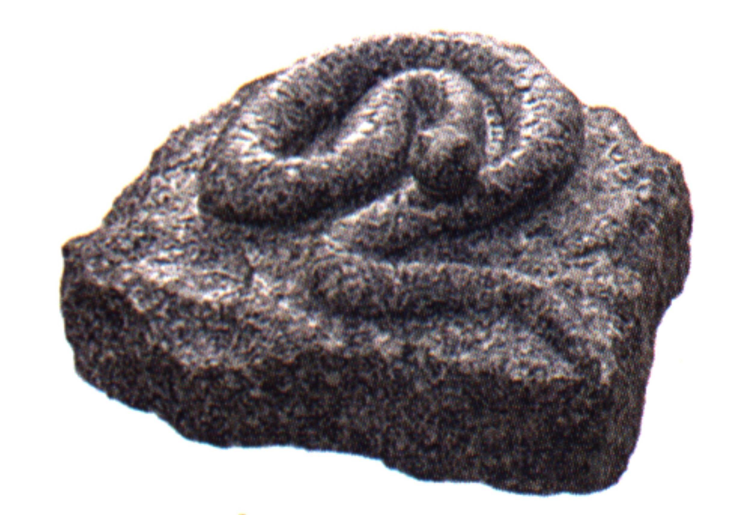 Schlange